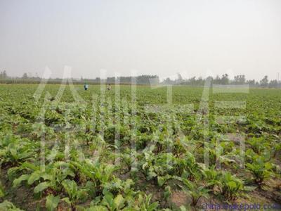 供应优质红甜菜 品种、价格与供应商全解析