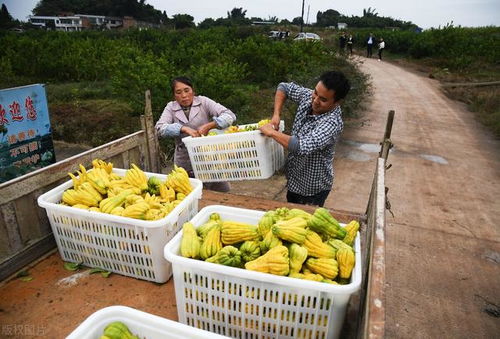 电商助力，让梧州的农产品“俏”起来