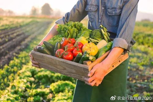 农产品B2B模式 电商浪潮中的新蓝海与未来展望