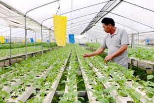 寻味广东 地道风味与优质农产品的完美邂逅