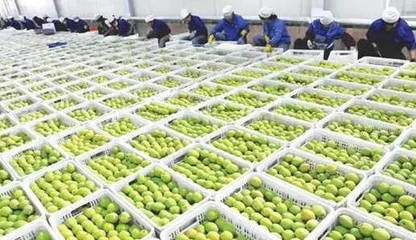 生鲜农产品冷链 从田头到餐桌的距离革命